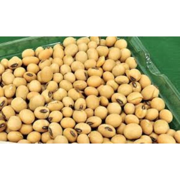 Soybean